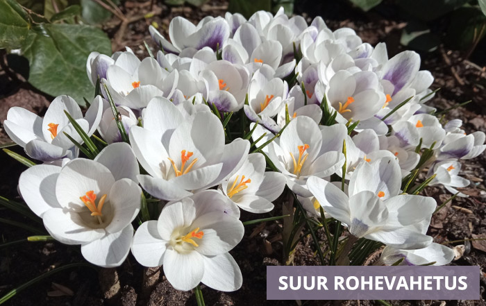 Suur rohevahetus